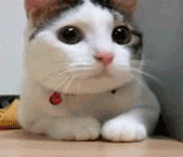 Cat shaking head no